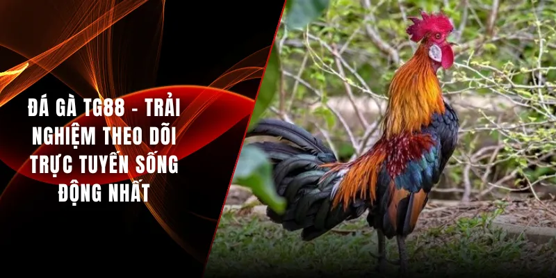 Đá gà TG88